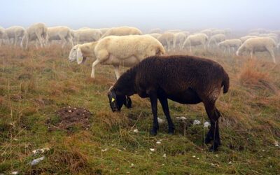 Dissauskulttuurista aitoon kohtaamiseen