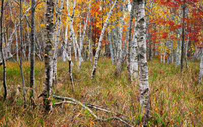 Mitä koivu voi opettaa meille innovointikulttuurista?