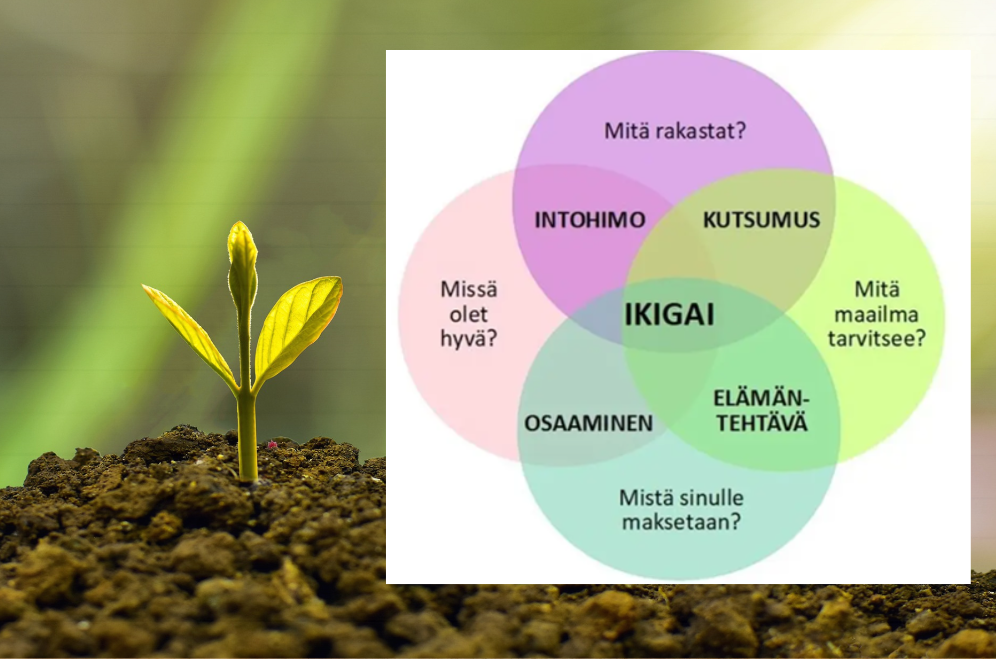 Kuva Igikaista